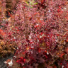 Гейхера Кранберри (Cranberry) купить с доставкой