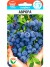 Голубика Аврора [Сибирский Сад] купить с доставкой