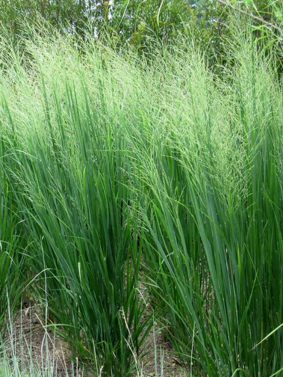 Просо Прутьевидное (Panicum Virgatum) купить с доставкой