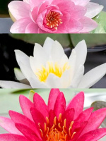 Нимфея Ассортимент