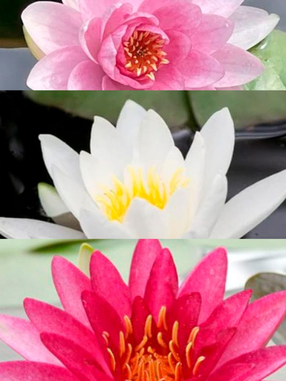 Нимфея Ассортимент купить с доставкой