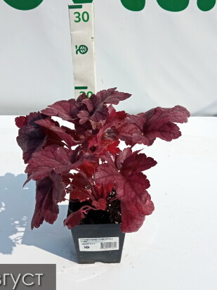 Гейхера Грейп Сода (Grape Soda) Гейхера Грейп Сода (Grape Soda)