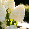 Гортензия Саммер Сноу (Summer Snow) метельчатая купить с доставкой