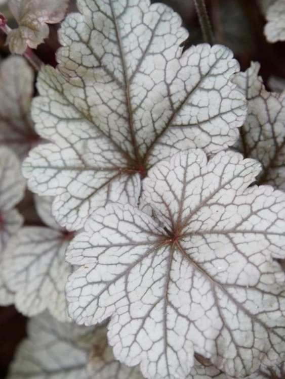 Гейхера Индиан Саммер Хаклберри (Indian Summer Huckleberry) купить с доставкой