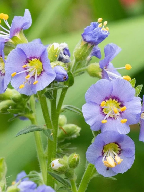 Синюха Хэвенли Хэбит (Heavenly Habit) северная купить с доставкой