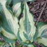Хоста Буллфрог (Bullfrog) [L] купить с доставкой