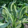 Хоста Буллфрог (Bullfrog) [L] купить с доставкой