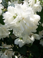 Чубушник Жемчуг