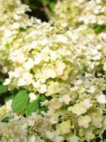 Гортензия Би Хэппи (Bee Happy) метельчатая