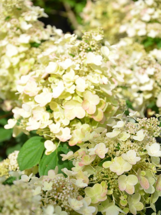 Гортензия Би Хэппи (Bee Happy) метельчатая купить с доставкой