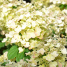 Гортензия Би Хэппи (Bee Happy) метельчатая