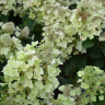 Гортензия Би Хэппи (Bee Happy) метельчатая купить с доставкой