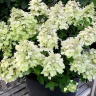 Гортензия Би Хэппи (Bee Happy) метельчатая купить с доставкой