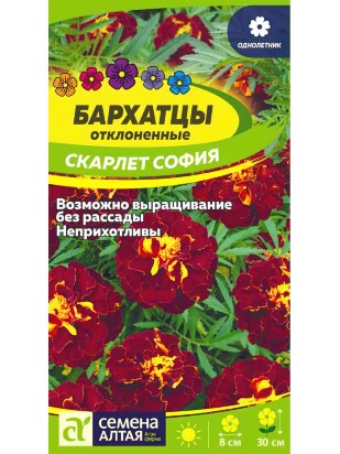 Бархатцы Скарлет София махровые [Семена алтая]