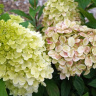 Гортензия Пантеон (Pantheon) метельчатая купить с доставкой