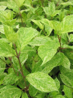 Гортензия Шикоку Флеш (Shikoku Flash) метельчатая