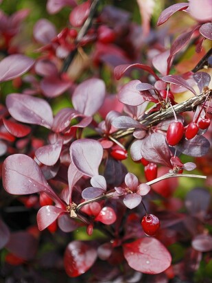 Барбарис Дартс ред Леди (Dart's Red Lady)