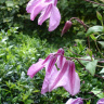 Клематис Аленушка (Alionushka) купить с доставкой