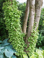 Гортензия Миранда (Miranda) черешковая