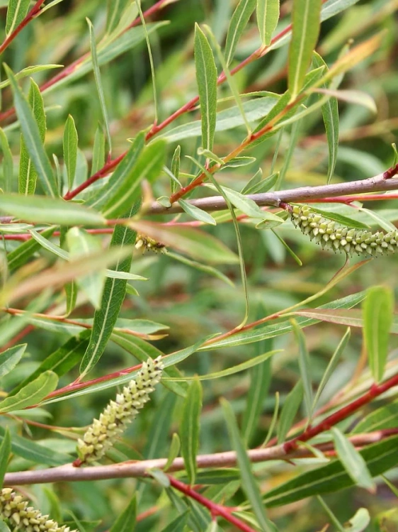Ива Грацилис (Gracilis) купить с доставкой