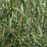 Ива Грацилис (Gracilis) купить с доставкой