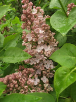 Сирень Медовый Спас