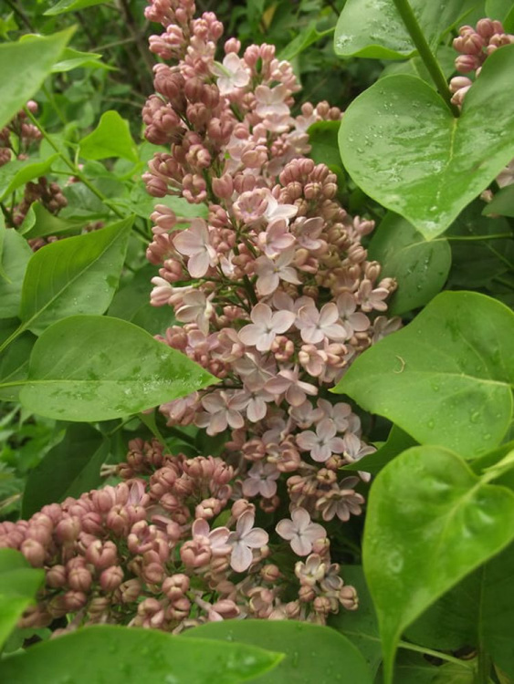 Сирень Медовый Спас купить с доставкой