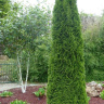 Туя западная Фастигиата (Fastigiata) купить с доставкой