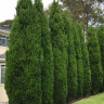 Туя западная Фастигиата (Fastigiata) купить с доставкой