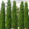 Туя западная Фастигиата (Fastigiata) купить с доставкой