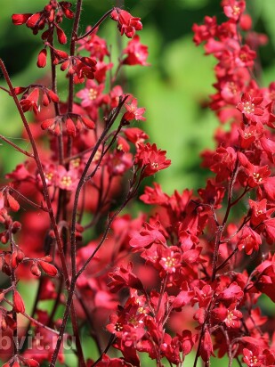 Гейхера Корал Форест (Coral Forest) Гейхера Корал Форест (Coral Forest)