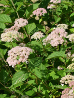 Гортензия Пинк Пинкушен (Pink Pincushion) древовидная