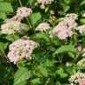 Гортензия Пинк Пинкушен (Pink Pincushion) древовидная купить с доставкой