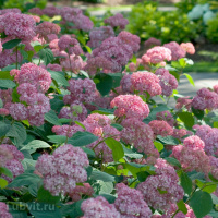 Гортензия Пинк Пинкушен (Pink Pincushion) древовидная