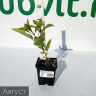 Гортензия Пинк Пинкушен (Pink Pincushion) древовидная купить с доставкой