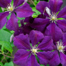 Клематис Этуаль Виолет (Etoile Violette) купить с доставкой