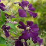 Клематис Этуаль Виолет (Etoile Violette) купить с доставкой