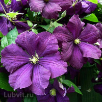 Клематис Этуаль Виолет (Etoile Violette)