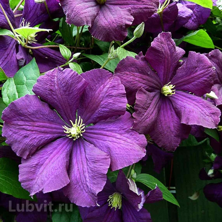 Клематис Этуаль Виолет (Etoile Violette) купить с доставкой