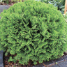 Туя шаровидная Даника (Danica)