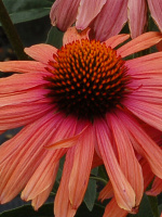 Эхинацея Мама Мия (Mama Mia)