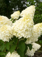 Гортензия Сильвер Доллар (Silver Dollar) метельчатая