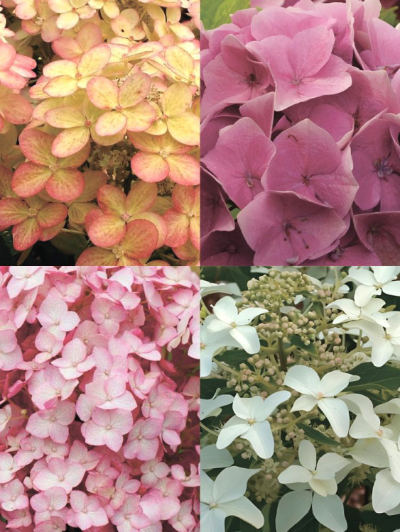 Гортензия Ассортимент купить с доставкой