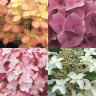 Гортензия Ассортимент