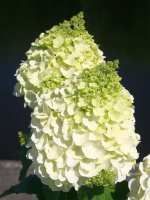 Гортензия Мэджикал Монблан (Magical Mont Blanc) метельчатая