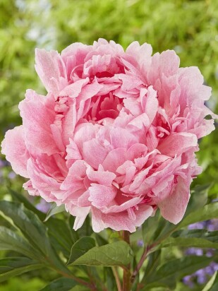Пион Питертье Фринд Вагенаар (Pietertje Vriend Wagenaar)