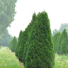 Туя западная Розенталь (Rosenthalii) купить с доставкой
