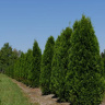 Туя западная Розенталь (Rosenthalii) купить с доставкой
