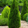 Туя западная Розенталь (Rosenthalii) купить с доставкой
