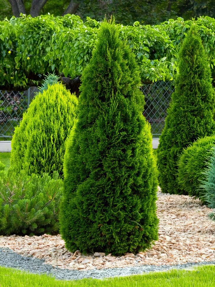 Туя западная Розенталь (Rosenthalii) купить с доставкой